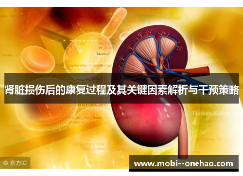肾脏损伤后的康复过程及其关键因素解析与干预策略 肾脏损伤后的康复过程及其关键因素解析与干预策略